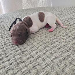 Black Boy - Liver and white male German Shorthaired Pointer puppy in Nampa, Idaho from Heart Mountain Cavaliers & Floating Feathers Kennel