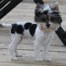 Juliet - Parti female Yorkshire Terrier puppy in Eastland, Texas from Peach Yorkies