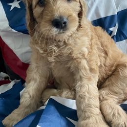 Assorted Doodle Crosses, Goldendoodle, and Poodle Puppies from Kava Kennels