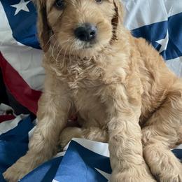 Assorted Doodle Crosses, Goldendoodle, and Poodle Puppies from Kava Kennels