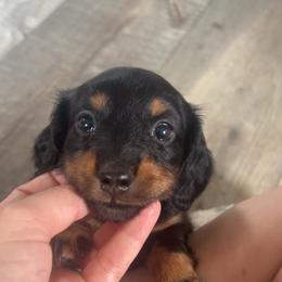 Everest - Black and tan female Dachshund puppy in Lumberton, Mississippi from Doris’ Darlin Doxies & Doodles