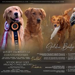 Golden Retriever puppies from Golden Badger Kennels