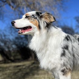Fey - Australian Shepherd
