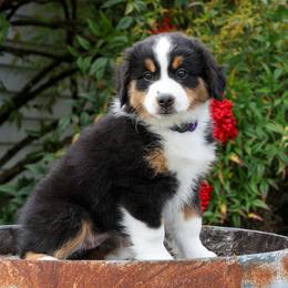 Cher - Black tri female Miniature American Shepherd puppy in Kalama, Washington from Lone Pine Miniature American Shepherds