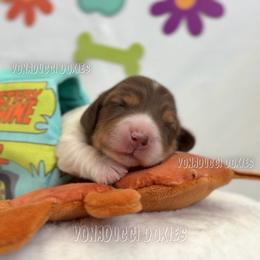 Scooby-Doo - Piebald male Dachshund puppy in Chandler, Arizona from Vonaducci Doxies, LLC.