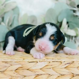 Boy 1 - Tri-color male Bernedoodle puppy in Spanish Fork, Utah from K Brand Doodles