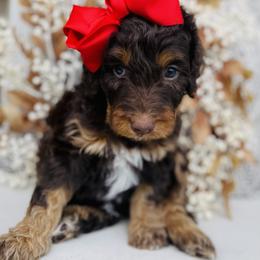 Goldendoodle Puppies from Thompson Creek Doodles