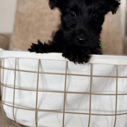 RC - Black male Scottish Terrier puppy in Bristol, Virginia from Schrute Farms Canine Clan