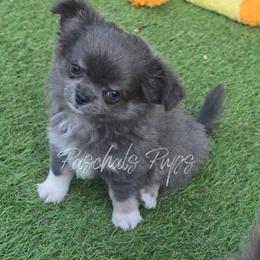 Stetson - Blue and white male Chihuahua puppy in Bowdon, Georgia from Paschal's Pups