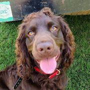Boykin Spaniels from Bear Creek Boykin Spaniels