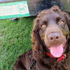 Boykin Spaniels from Bear Creek Boykin Spaniels