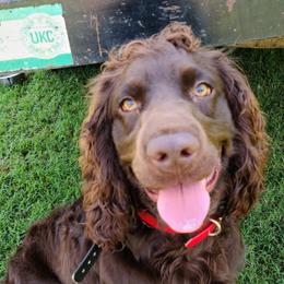 Boykin Spaniels from Bear Creek Boykin Spaniels