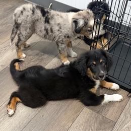 Red - Black tri male Miniature Australian Shepherd puppy in 32046, Florida from River Hill Ranch