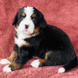 White Collar Male - Black rust and white male Bernese Mountain Dog puppy in Bristol, Tennessee from Holston Hollow Farm
