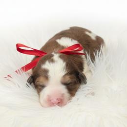 Iris - Parti female Springerdoodle puppy in Fargo, North Dakota from Dakota SpringerDoodles