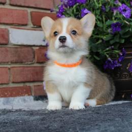 Pembroke Welsh Corgi Puppies from Salted Rim Corgis