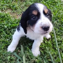 Amy - Black white and tan female English Springer Spaniel puppy in Kingsport, Tennessee from Leandra's English Springer Spaniels