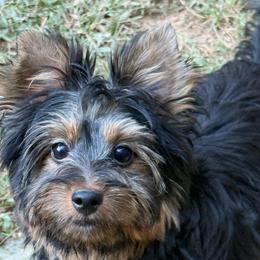 Tawnee's Trace Male dark Traditional - Black and tan male Yorkshire Terrier puppy in Lexington, North Carolina from Silver Valley Yorkies