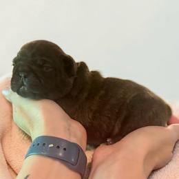 Purple (Muffin) - Brindle female French Bulldog puppy in Rochester, Washington from Frenchie Bulldog Kisses