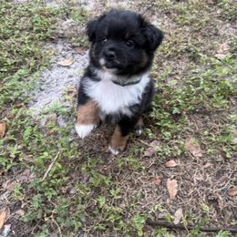 Miniature Australian Shepherd Puppies from Peace Creek Aussies