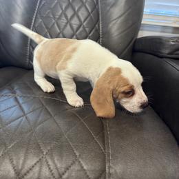 Hank - Lemon and white male Beagle puppy in Meridianville, Alabama from Spear Lake Beagles