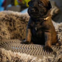 Gilly - Fawn female Belgian Malinois puppy in Baltimore, Maryland from Abenteurer German Shepherds & Belgian Malinois