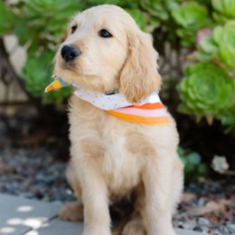 Goldendoodle Puppies from Becky And Friends