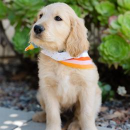 Goldendoodle Puppies from Becky And Friends