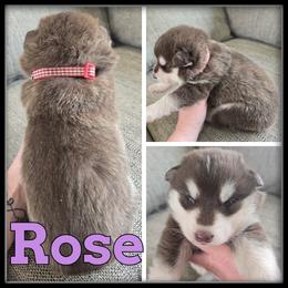 Rose - Red and white female Siberian Husky puppy in Merrill, Michigan from Haase Family Kennels