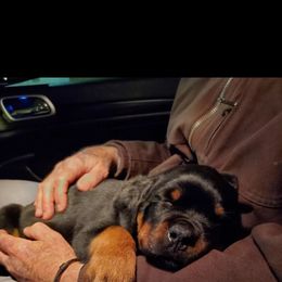 Rottweiler Puppies from Iron Clad Rottweiler