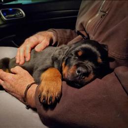 Rottweiler Puppies from Iron Clad Rottweiler