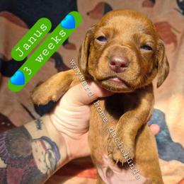 Janus - Brindle male Dachshund puppy in Harrodsburg, Kentucky from Wayward Home Dachshunds
