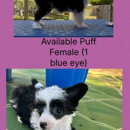 Girl 2 - White and black female Chinese Crested puppy in Horseheads, New York from Boots with the fur Chinese Cresteds