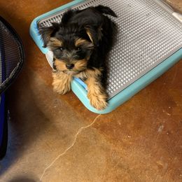 Assorted Doodle Crosses, Double Doodle, Maltipoo, Morkie, and Yorkipoo Puppies from Danza Bolo