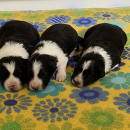 Border Collie Puppies from Bold North Border Collies