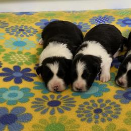 Border Collie Puppies from Bold North Border Collies