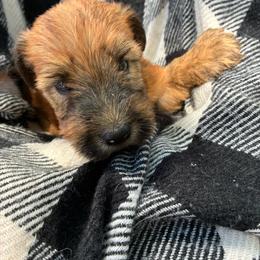 Sarabi - Wheaten female Soft Coated Wheaten Terrier puppy in Nokomis, Illinois from Windhill Wheatens