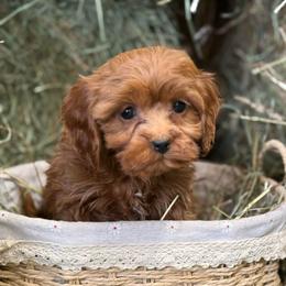 Atlas - Red male Cavapoo puppy in Bozrah, Connecticut from Cedar Creek Farm