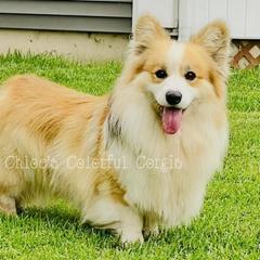 Leo - Pembroke Welsh Corgi