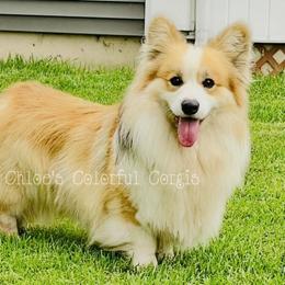 Leo - Pembroke Welsh Corgi