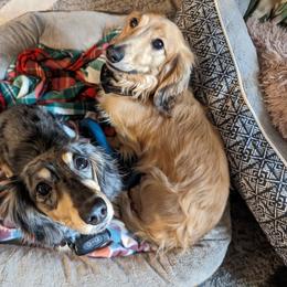 Dachshund All Grown Up from Karmas Dachshunds