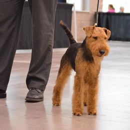 Gabriel - Welsh Terrier