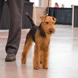 Gabriel - Welsh Terrier