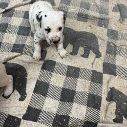 Boy 4 Big R Ear Spot - Dalmatian puppy from Dewey’s Dals