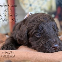 Green collar - Chocolate male Goldendoodle puppy in Plattsburgh, New York from Adirondack Poodles Goldendoodles,Bernedoodles & Schnoodles