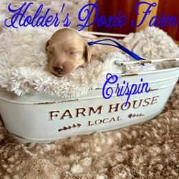 Crispin - Cream male Dachshund puppy in Atwood, Oklahoma from Holder’s Doxie Farm