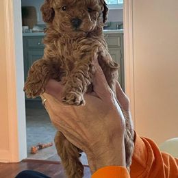Poodle Puppies from Cathys Dogs