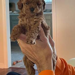 Poodle Puppies from Cathys Dogs