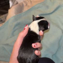 Miniature Australian Shepherd Puppies from East Texas Aussie Haven