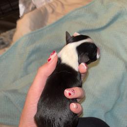 Miniature Australian Shepherd Puppies from East Texas Aussie Haven